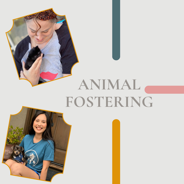 What is Dog or Cat Fostering?