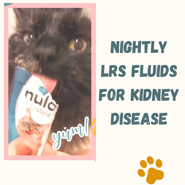 Managing Fluids for my Cat with Kidney Disease