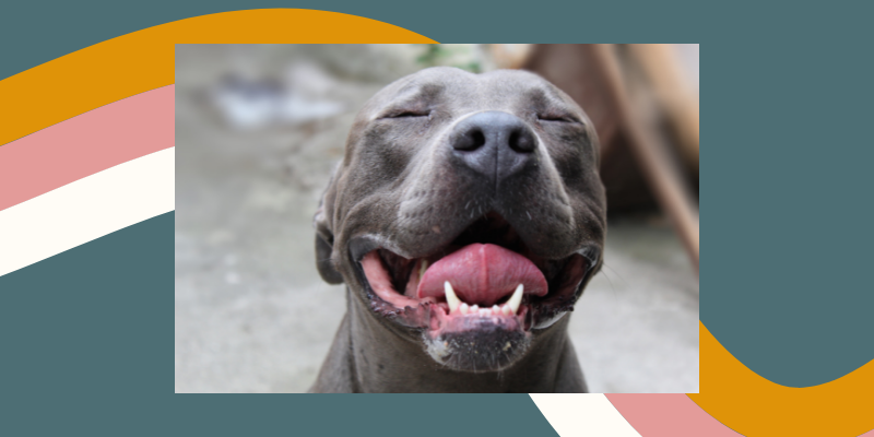 Pitbull Awareness Month: What You Need to Know About This Breed